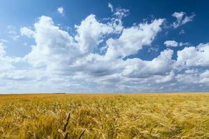 campo di grano in estate