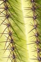 spine del cactus del saguaro foto