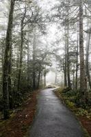 percorso attraverso una foresta foto