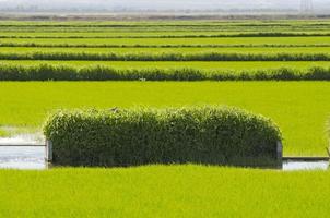 campo di riso foto