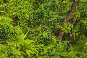 priorità bassa di struttura della foresta della giungla tropicale da thalang phuket tailandia. foto