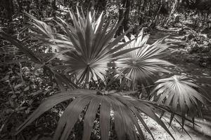 giungla naturale tropicale foresta piante alberi muyil rovine maya messico. foto