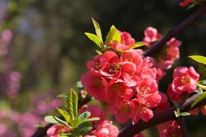 primavera rosa foto