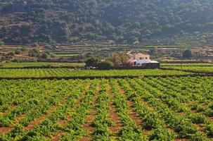 piantagione, pantelleria
