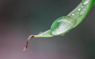 sfondo di foglie verdi tropicali. concetto estivo. foto