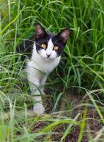 gatto bianco e nero nell'erba. foto