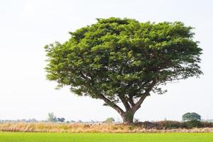 albero della pioggia tentacolare riso verde. foto