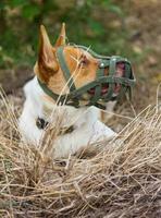 cane museruola la bocca sul fieno foto