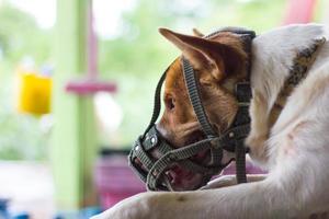 cane che indossa una bocca a museruola foto