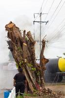 uomini obesi con grandi alberi. foto