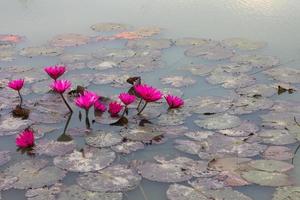 gruppo di loto in acqua. foto