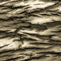 corteccia di eucalipto bianco e nero. foto