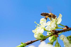 ape del primo piano sul fiore di melo. apicoltura, impollinazione delle piante. natura primaverile foto