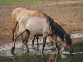 cavalli selvaggi in germania foto