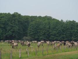 molti cavalli selvaggi in germania foto