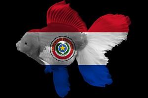 bandiera del paraguay sul pesce rosso foto