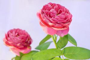 rosa in molti colori e bella in giardino foto