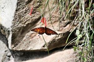 un primo piano di una farfalla foto