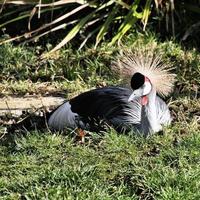 un primo piano di una gru coronata foto