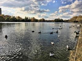 una vista di alcuni uccelli su un lago a londra foto