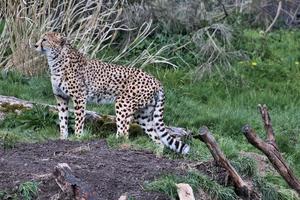 un primo piano di un ghepardo in agguato foto
