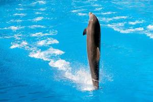 puerto de la cruz, tenerife, spagna, 2011. spettacolo di delfini a loro parque foto