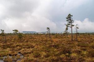 alberi solitari nel campo foto