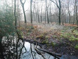 mattina gelida in inverno foto