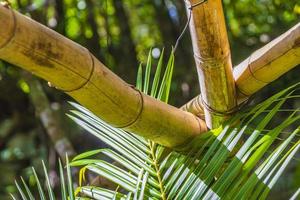 alberi di bambù piante giungla naturale foresta puerto aventuras messico. foto