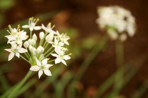 fiore bianco di cipolla verde o cipollotto sta fiorendo sul ramo e sfoca lo sfondo. foto