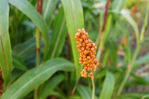 seme maturo arancione chiaro di miglio o sorgo sul ramo e sfocatura dello sfondo delle foglie verdi, tailandia. foto