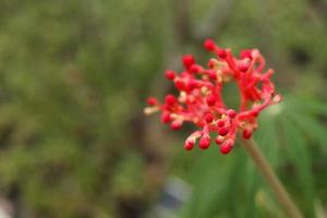 fiore rosso di semi di jatropha multifida sul ramo e sfocatura dello sfondo. un altro nome è cespuglio di corallo, pianta di corallo, noce fisica e rabarbaro del Guatemala. foto