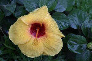 fiore giallo di ibicus hawaiano e foglie verde scuro sullo sfondo. il centro del fiore è di colore rosso e le gocce d'acqua sono sul petalo. foto