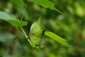 giovane fiore di ceylon cotton tree sul ramo e sfocatura dello sfondo verde. un altro nome è cotone cinese o cotone dell'albero dell'India, Thailandia. foto