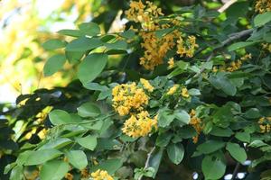 fiori gialli di ebano birmano o padauk birmano sul ramo, tailandia. foto