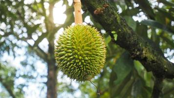 concetto di frutta e durian tailandese foto