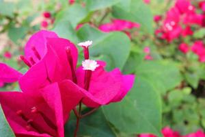 fiori di bouganville rossi o fiori di carta sono sul ramo e foglie verdi, goccioline sul petalo. foto