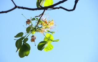 fiore di crateva che fiorisce su ramoscello di ramo con foglie verdi e sfondo azzurro del cielo, tailandia. foto