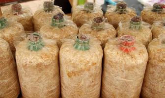 fila di sacchetti di coltura di funghi marrone chiaro, tailandia. foto