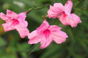 fiori rosa di popping pod e sfocatura dello sfondo delle foglie verdi. le goccioline sono sul petalo dei fiori. un altro nome è pianta cracker, minnieroot, waterkanon, feverroot, trai-no. foto