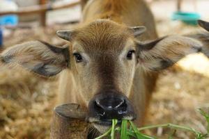 il bufalo sta mangiando l'erba deliziosamente. foto