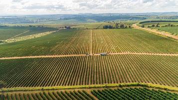 veduta aerea di una grande fattoria brasiliana con piantagione di caffè. piantagione di caffè in Brasile. foto