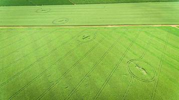 campo di mais. vista aerea, colture di mais coltivate. foto