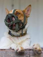 cane che indossa una bocca a museruola foto
