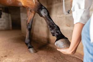veterinario che esamina i tendini delle gambe del cavallo. messa a fuoco selettiva sullo zoccolo. foto