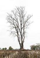 stoppia secca dell'albero foto