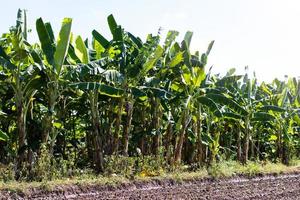 piantagione di banane sulla coltivazione del suolo. foto