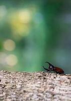 scarabeo mangia stelo foto