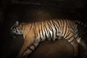 il veterinario tratta la tigre foto