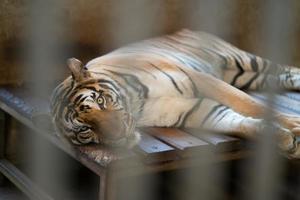 tigre in una gabbia dello zoo foto